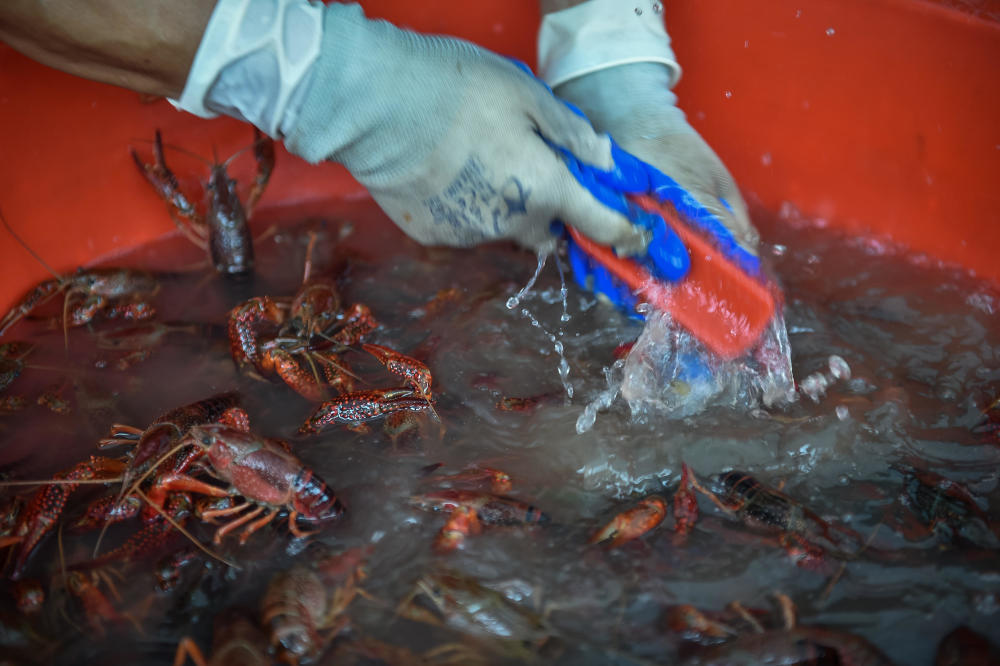 世界杯小龙虾供不应求?湖北大妈剪一只虾赚5