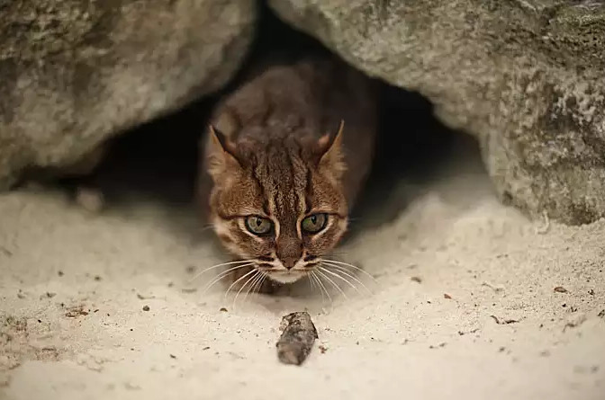 世界最小的猫科动物300只的重量相当于1头东北虎却被人当成食物 看点快报