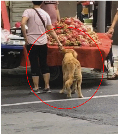 大妈拉着金毛买火龙果 远远看着好像有点异样