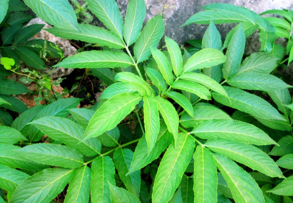 农村这种常见植物,堪比"云南白药",泡酒喝能缓解风湿骨痛