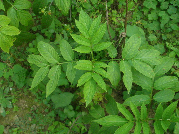 农村这种常见植物,堪比"云南白药",泡酒喝能缓解风湿骨痛