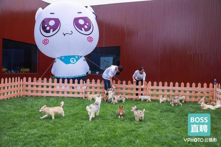 IP形象反哺品牌,BOSS直聘战略IP直直运营初