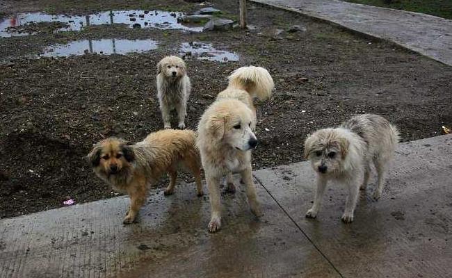 宠主为啥情愿去宠物店买狗,也不收留流浪狗?这