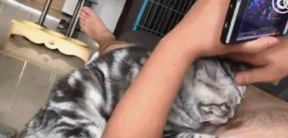 猫咪悄悄吸男主人奶头,红成一片也没奶水,男主人都尴尬了