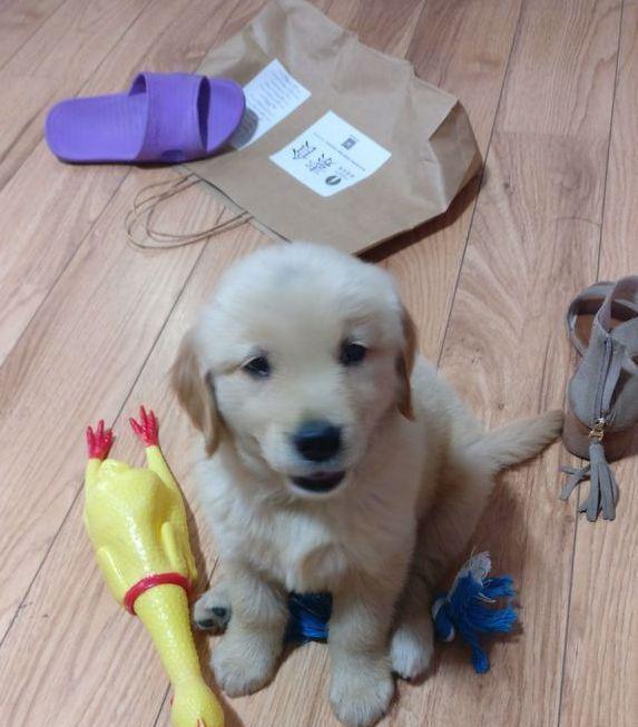 女孩夜跑捡回一只金毛,这只金毛很粘人,带着出