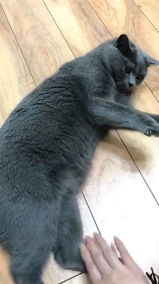 猫咪打完主人就想跑,没想到主人有无影手,猫