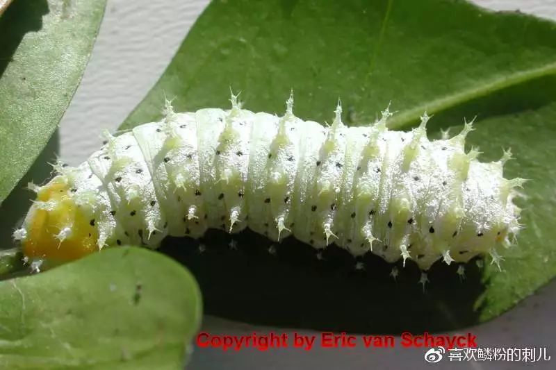 王氏樗蚕蛾的幼虫,身上具多列小黑斑,图源自saturniidae world