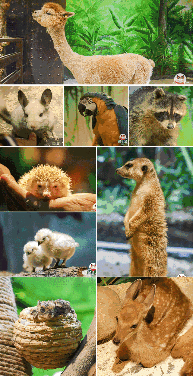 这处首个把动物园搬进室内的mall