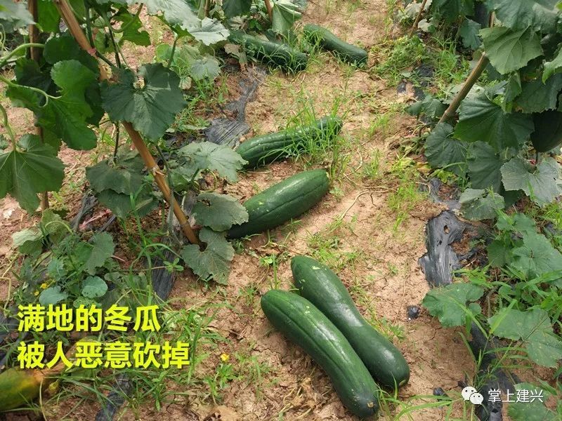 冬瓜镇人口_冬瓜卡通图片