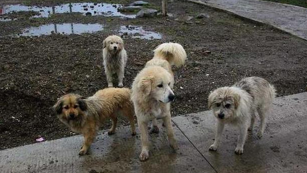 人们为啥情愿去宠物店花高价买狗,也不收留流