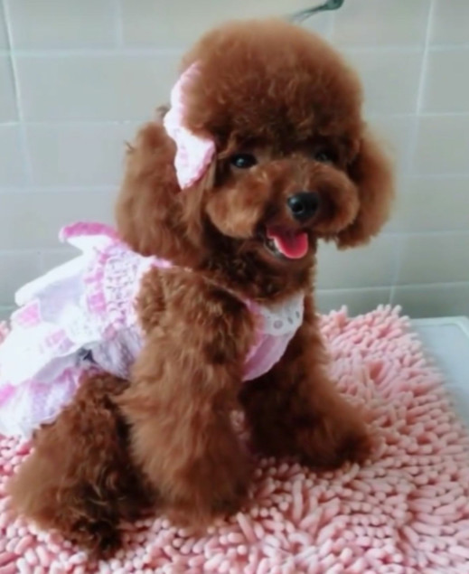 主人给泰迪洗澡,刚放盆里就笑喷:这还是我认识