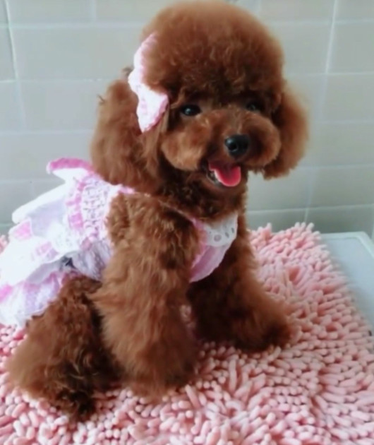 主人给泰迪洗澡,刚放盆里就笑喷:这还是我认识