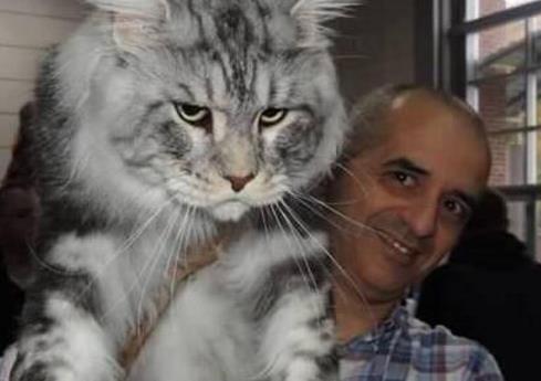 世界最大的猫,奇葩动物,辐射动物,最大的猫,基因变异