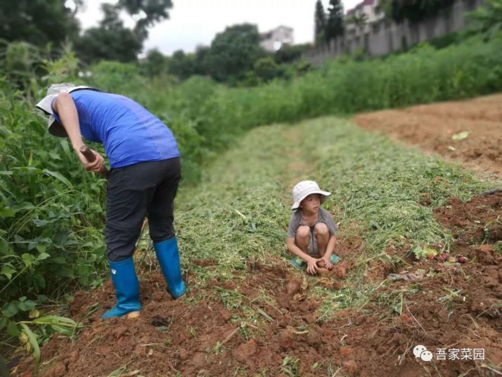 吾家菜园活力农耕记事 看点快报