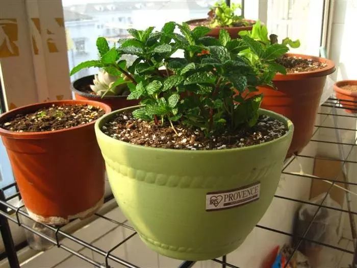 干货 嫌弃植物长得慢又难养 介绍8种植物外加养护方法任君选择 看点快报