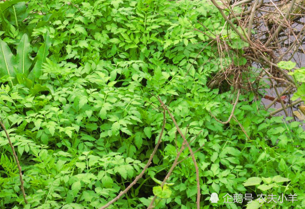 农村这种野生植物 农民称它水辣菜 是一种很好的食药两用野菜 看点快报