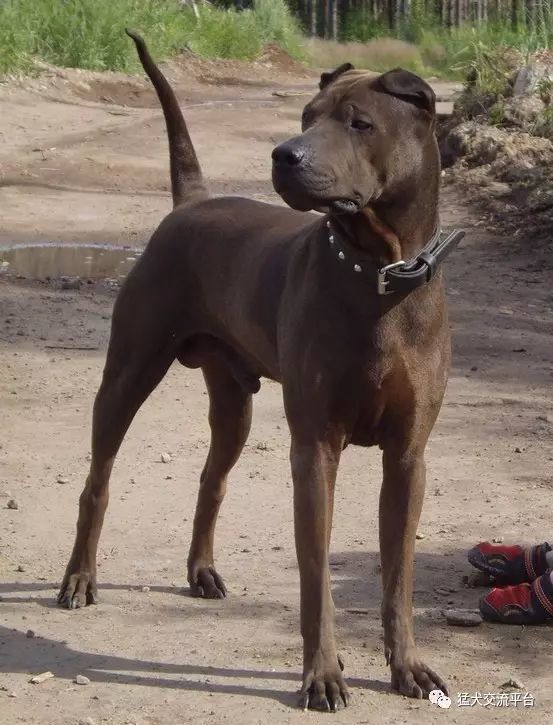 真正应该称为世界名犬的中国本土狗