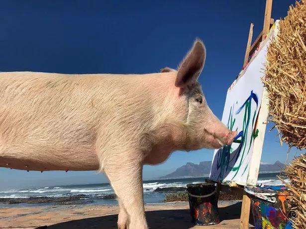 世界上最有才的猪,比人类还会画画,一幅画能卖一万块!