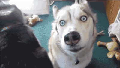 雪橇三傻:叔叔阿姨,我们真的不傻!