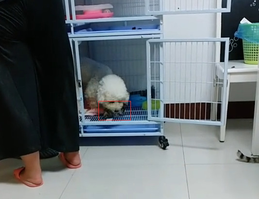 比熊生了八个孩子,还去猫窝抢小猫崽,猫妈的表