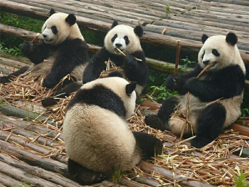 如果在缺乏竹子和胡萝卜的情况下 大熊猫会吃肉吗?