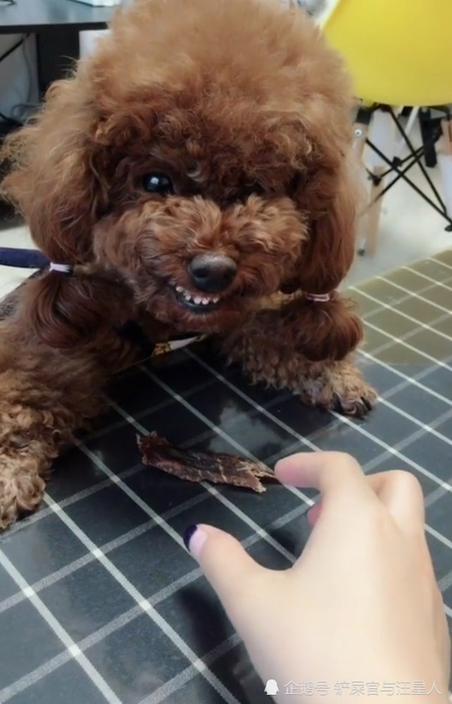 小泰迪护食咬人,当主人拿出一把刀后,泰迪犬的