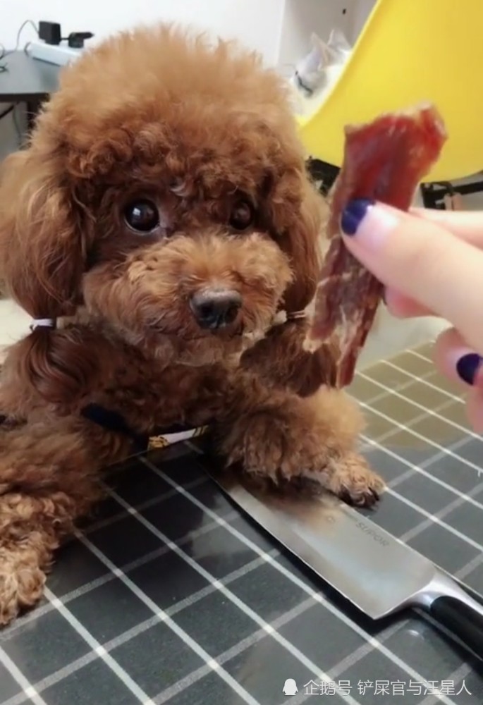 小泰迪护食咬人,当主人拿出一把刀后,泰迪犬的