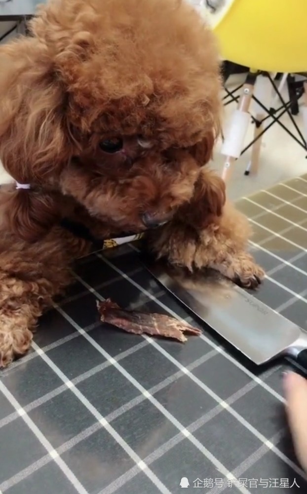 小泰迪护食咬人,当主人拿出一把刀后,泰迪犬的