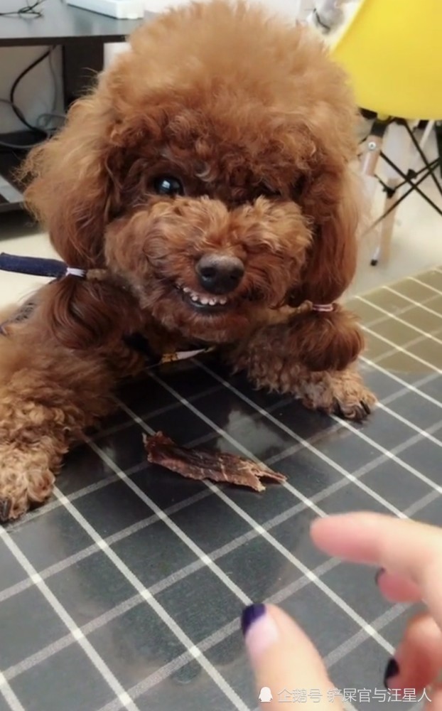 小泰迪护食咬人,当主人拿出一把刀后,泰迪犬的