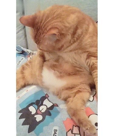 橘猫摸着肚子上赘肉,一脸怀疑猫生的表情:这是