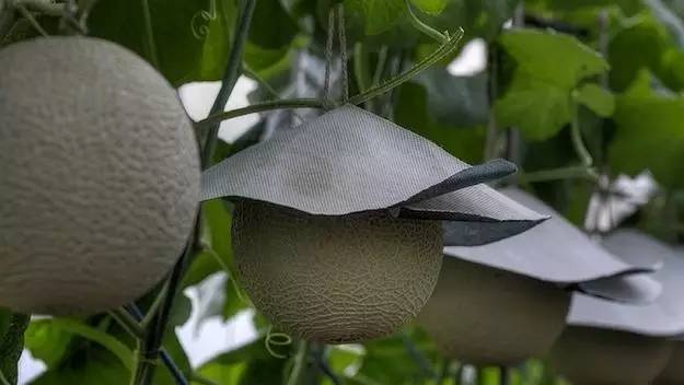 揭秘日本最贵水果店:千疋屋把水果卖出珠宝范