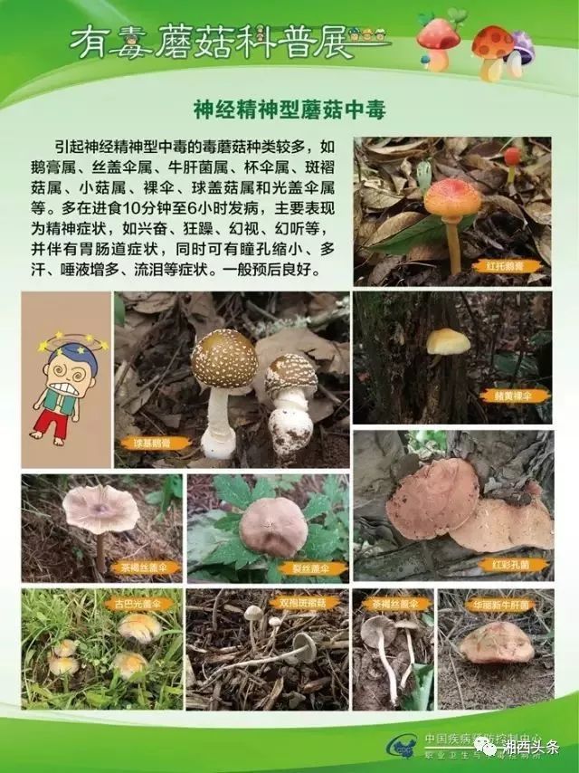 湘西一家三人误食毒蘑菇进医院 这些菌子不能吃