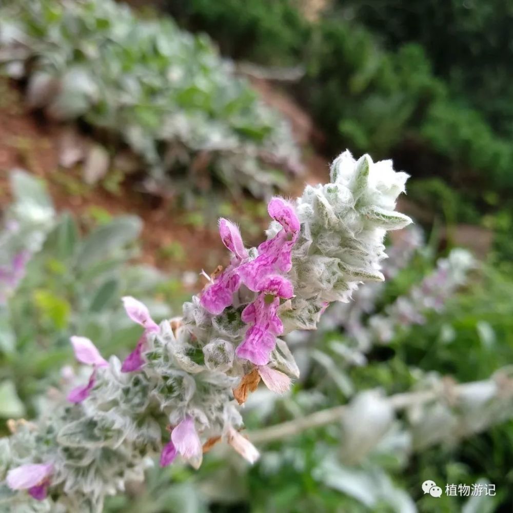 绵毛水苏 水苏糖的用途 看点快报