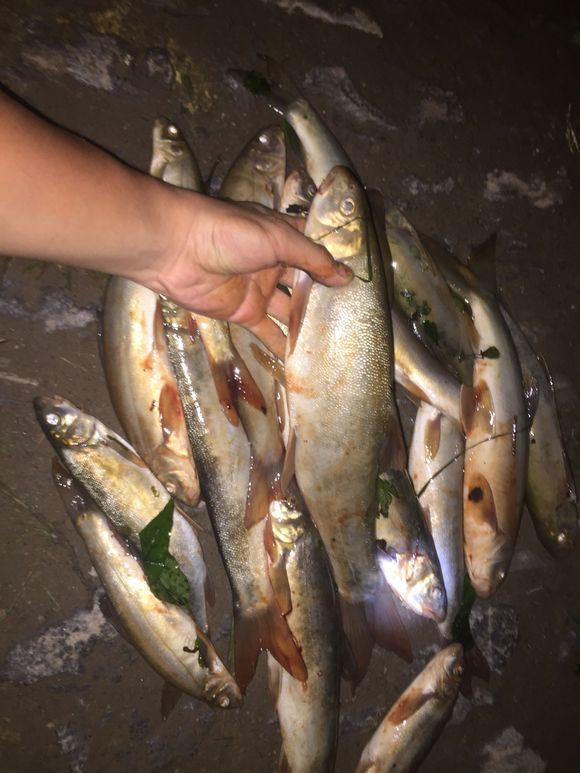 多年未见,金色细鳞鱼,金沙江再次出现,一夜钓了几十条