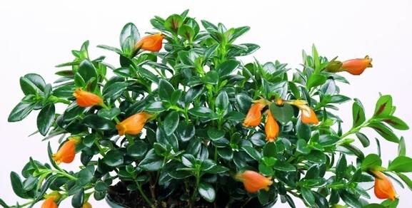 金鱼花 叶子稀疏 还不开花 原来是养的方法不对 看点快报