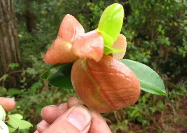 茶树上的一种极品野味,人称"茶泡儿",20年前满山找