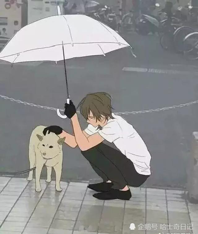 看到柴犬被拴在路边淋雨,少年亲自为其撑伞遮雨,网友将此画成漫画