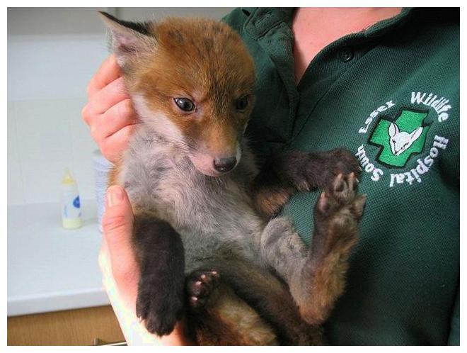 小伙捡到一只皮蛋壳的狗狗,认真清洗后,被惊