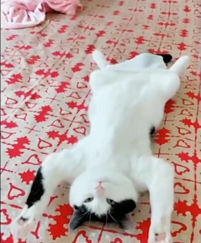 小奶猫的睡姿千奇百怪，有的要戴耳机有的要睡水杯里