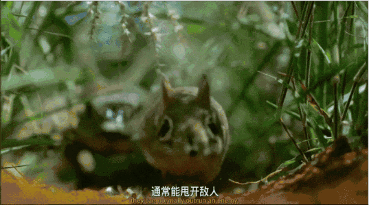 觅食,处理家务,偶尔还会当一个合格的吃瓜群众,围观屎壳郎君如滚粪球
