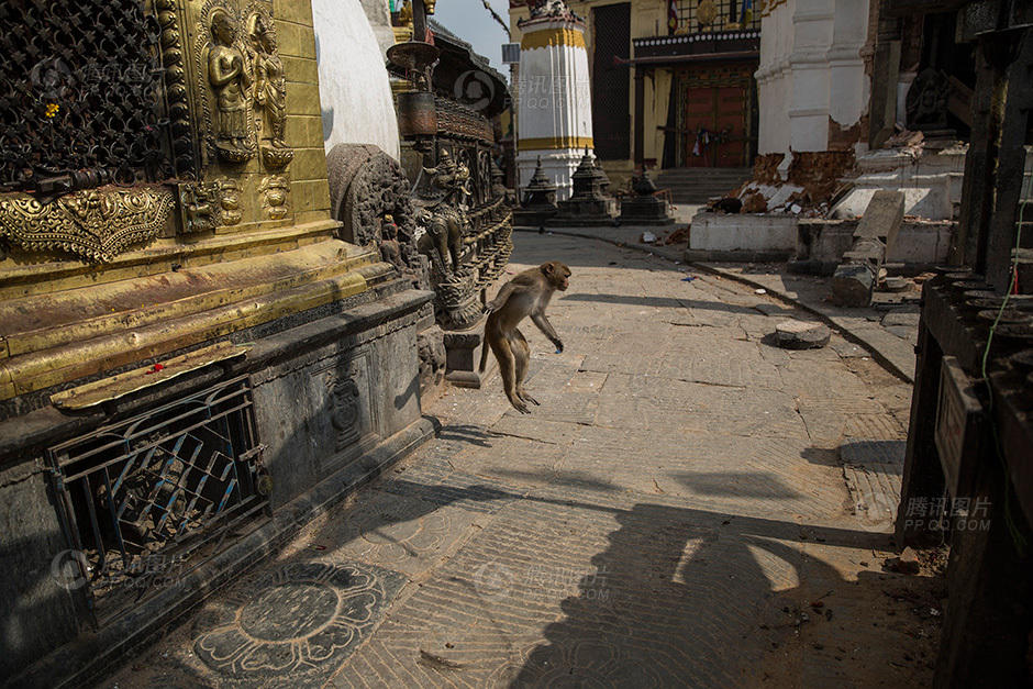 尼泊尔震后的生灵:它们也无家可归_学生时代新
