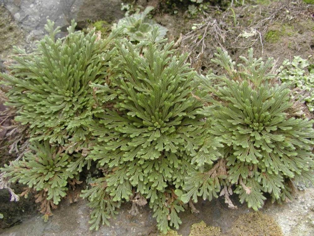 能够止血的"九死还魂草",外号"不死草",还能治蛇咬伤!
