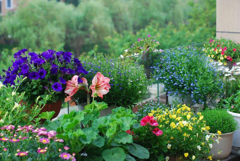 台造花园,网友直呼:没买带露台的房子 后悔死