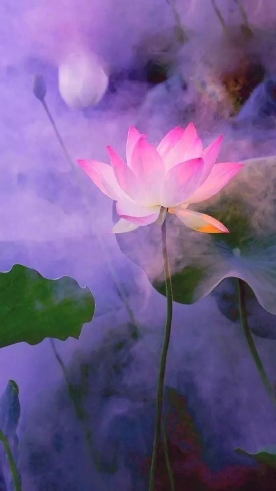 《出水莲》,静心养生的音乐