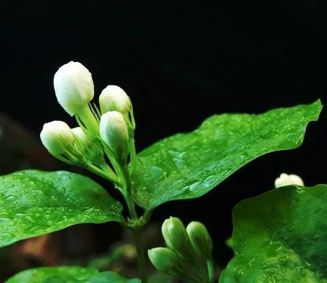 无花茶不盛夏 无茉莉不花茶 看点快报