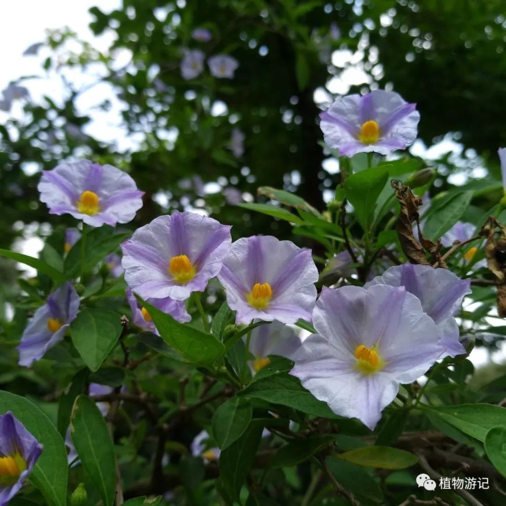 蓝花茄 植物如何保护自己 看点快报