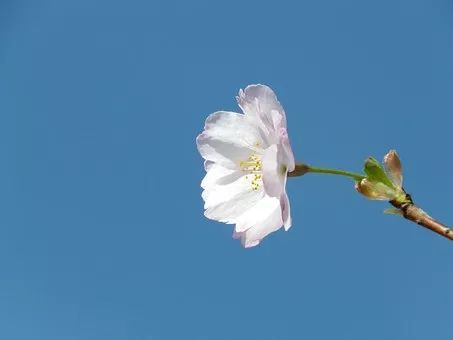 那些源自中国的日语俗谚 谚语 学习 熟语