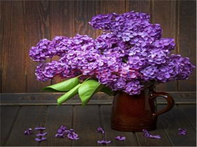 丁香花还可以做盆栽 这几点养护方法学会 家里花香四溢 看点快报