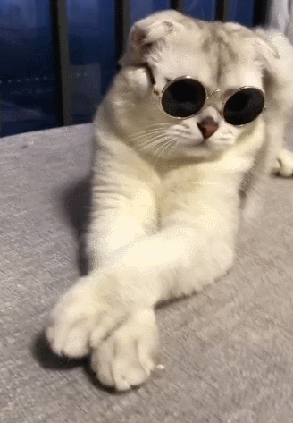 猫咪挑战戴眼镜,失败无数次,最后一次终于成精了