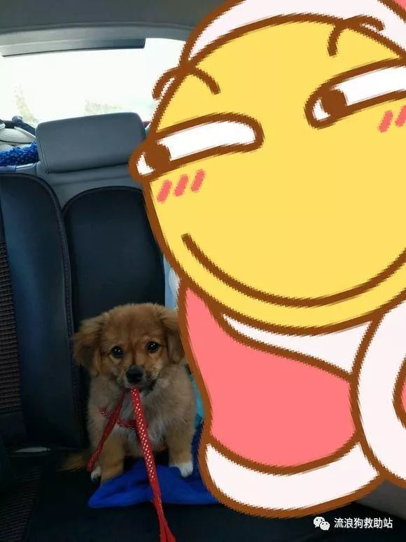 流浪小奶狗在家里乱撒尿,女孩街上一顿胖揍,反